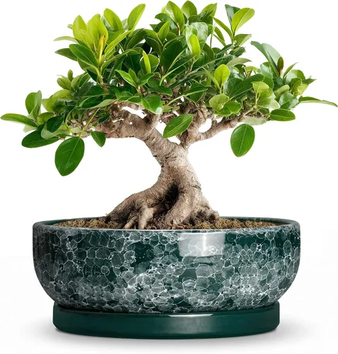 Vista 19 de Succulent Pots, 6 Inch Ceramic Bonsai Pots with Saucer, Blue