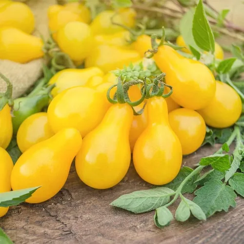 Vista 2 de Tomate Yellow-Pear (75 Semillas)