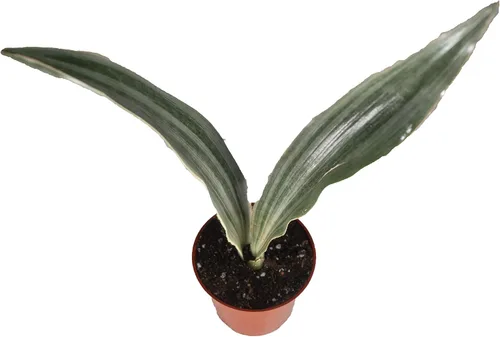 Vista 3 de Sansevieria Bentel's Sensation - 4" de California Tropicals