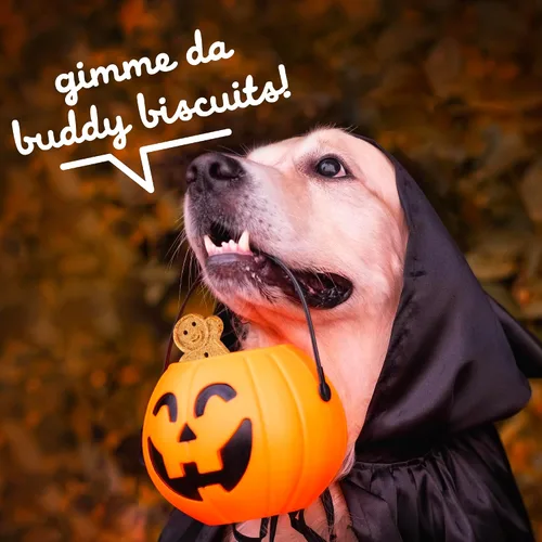 Vista 9 de Buddy Biscuits Golosinas crujientes para perros de Halloween sin trigo con calabaza, caja de 14 onzas