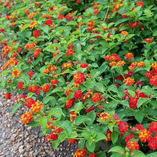 Vista 2 de Paquete de 4 plantas perennes de Lantana vivas de rápido crecimiento para jardín o contenedores, 4-8 pulgadas de alto, flores rojas brillantes