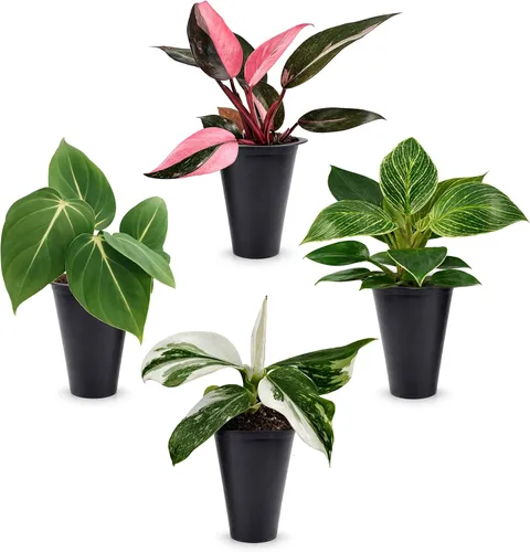 Vista 8 de Philodendron Pink Princess (paquete de 4) Plantas vivas de inicio enchufe, plantas de interior variegadas, plantas tropicales de fácil cuidado