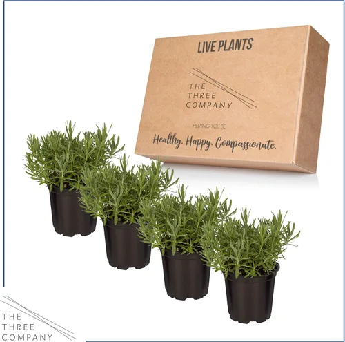 Vista 5 de Hierba aromática y comestible viva, lavanda (4 por paquete), potenciador natural del sueño, 6 pulgadas de alto por 4 pulgadas de ancho en 1 pinta