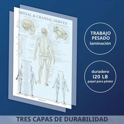 Vista 2 de Palace Learning Paquete de 2 pósteres de anatomía de nervios espinales y sistema nervioso, juego de 2 gráficos anatómicos, columna