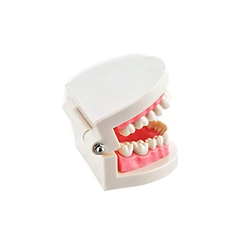 Vista 4 de Dental Enseñar Estudio Adulto Typodont Demostración Dientes Modelo Carne Rosa