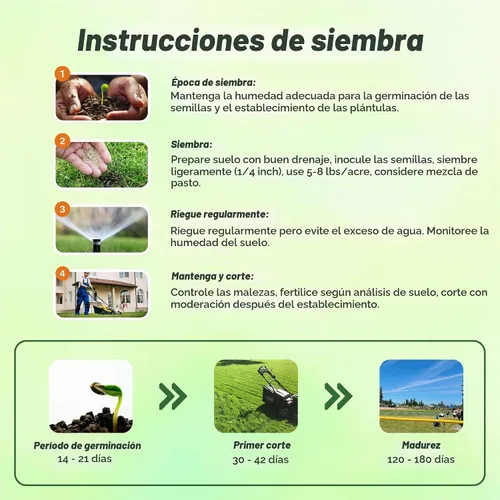 Vista 5 de Outsidepride Semilla de trébol perenne de pie de pájaro, 1 libra de nitrorecubrimiento, inoculada, resistente al invierno, semillas de leguminosas