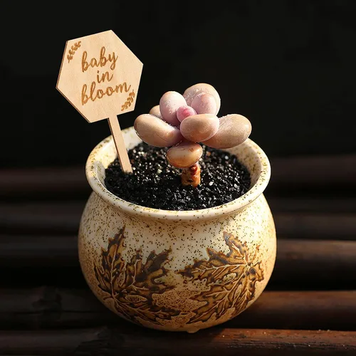 Vista 4 de Parbee - Etiquetas hexagonales «Baby in Bloom» ecuerdos de baby shower, 20 etiquetas para suculentas, regalos de madera, estacas para jardín