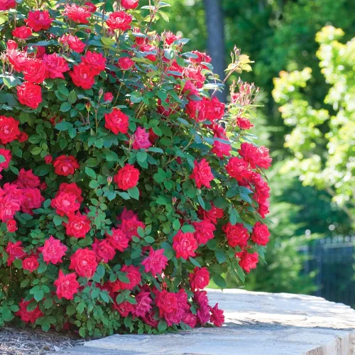 Vista 6 de Perfect Plants Double Red Knock Out Rose 1 galón, Guía de plantación de plantas vivas