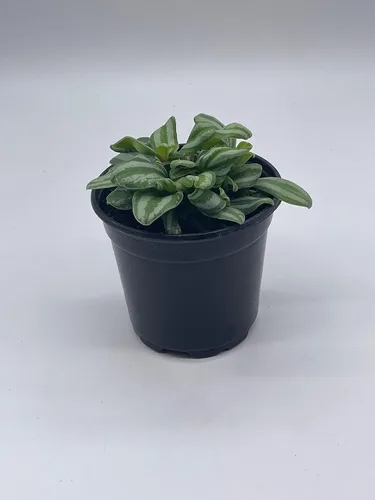 Vista 6 de BubbleBlooms Peperomia Mini Sandía, 4 pulgadas de diámetro