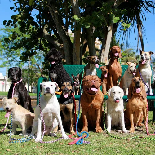 Vista 6 de Mendota Pet - Juego de correa deslizante y collar para perro, hecho en EUA