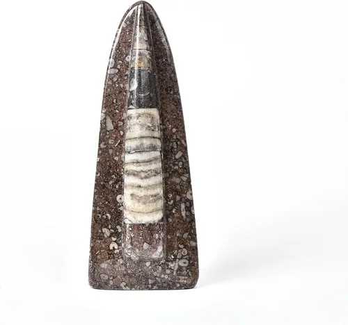 Vista 3 de JIC Gem Orthoceras Fossil Frome Marruecos (5-6 pulgadas)