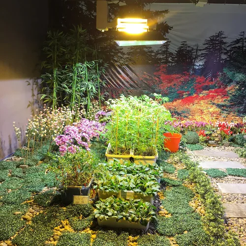 Vista 7 de CMH 315W 4000K - Bombilla de crecimiento de alto par, espectro completo, lámpara de cultivo de halogenuros metálicos de cerámica 315W 4K