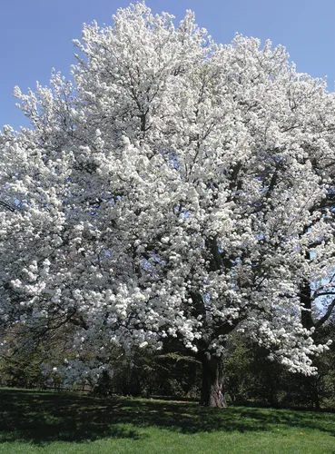 Vista 5 de Asian Pear Tree Semillas Premium Pyrus pyrifolia 'Fruit' Plants'® (Premium Seeds, 5)