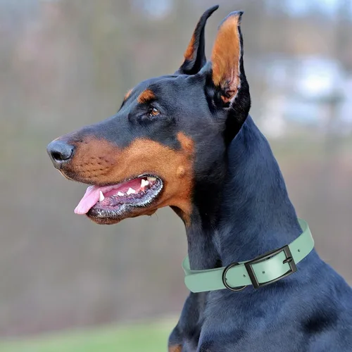 Vista 362 de Dogline Biothane - Collar impermeable para perro con hebilla de liberación rápida, resistente cincha de nailon recubierta con resistente y a prueba