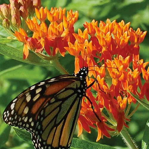 Vista 2 de Asclepias Tuberosa - Semillas de flor de algodoncillo de mariposa naranja (100 unidades) Seeds2Go