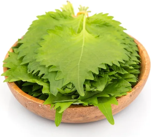 Vista 5 de Semillas Shiso, paquete de más de 1500 semillas de perilla para plantar