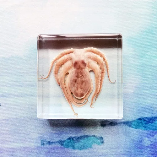 Vista 8 de Muestras de pulpo reales en manualidades de pisapapeles de resina, colección de taxidermia de animales para educación científica y adorno