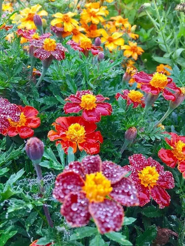 Vista 7 de 200 piezas de semillas de caléndula mixtas flor para plantar bonsái decoración del hogar