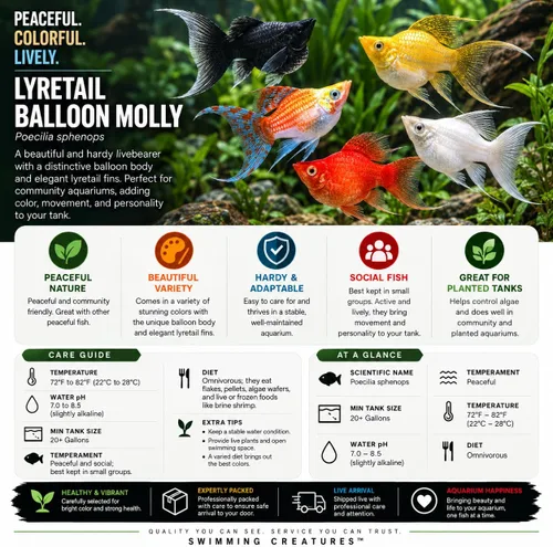 Vista 7 de Swimming Creatures™ 4 Lyretail Balloon Molly (Poecilia sphenops) Peces de acuario vivos de agua dulce – Variedad mixta colorida – Colores Molly