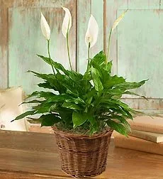 Vista 2 de Planta Spathiphyllum para simpatía pequeña por 1-800 flores