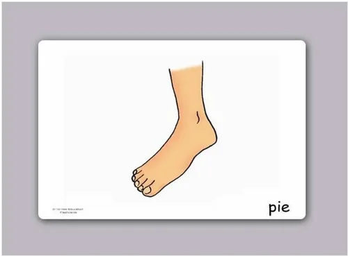 Vista 2 de Tarjetas de vocabulario -Partes del Cuerpo - Tarjetas de carrocería en español para niños pequeños de 2 a 4 años, niños y adultos