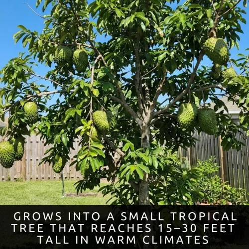 Vista 6 de Semillas de árboles frutales de guanábana para plantar, 5 semillas, Annona Muricata sin OMG, perfectas para bonsái, patio, cultivo en interiores