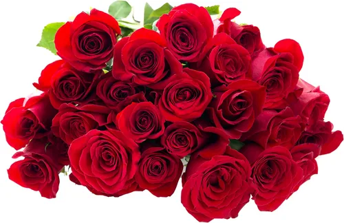 Vista 9 de Blooms2Door - 25 Rosas Rosadas (Fresco - 19.7 in) - Flores Frescas para Cumpleaños, San Valentín y Día de la Madre