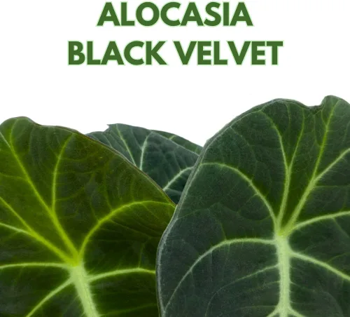 Vista 2 de BubbleBlooms Alocasia Terciopelo Negro, Joya Alocasia en maceta de 4 pulgadas