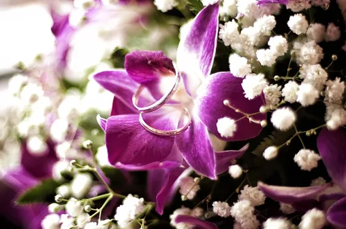 Vista 5 de Miami Fresh Orchid Flower OrchidClub USA Sunne Tropical Cabeza de floración suelta DIY Lei comida bebida decoración púrpura (Queen Purple Sonia 50)
