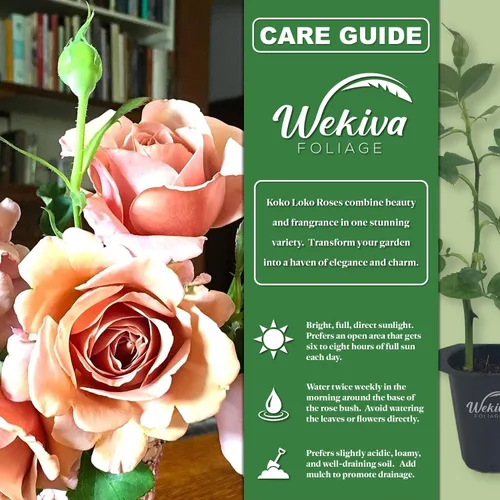 Vista 2 de Koko Loko Rose Bush - 2 plantas de inicio vivas en macetas de 2 pulgadas, hermosas rosas de Florida, una rosa ornamental increíblemente hermosa
