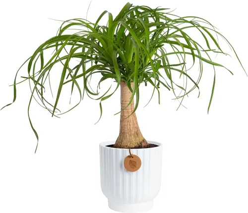 Vista 25 de Costa Farms Planta viva de palma de bambú en maceta decorativa, planta de interior grande purificadora de aire, perfecta para decoración del hogar