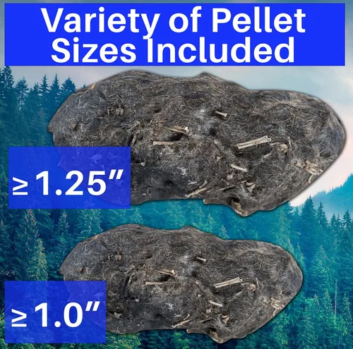 Vista 6 de Amazing Owl - Kit de disección de pellets de 5 piezas para proyectos de laboratorio científico, con pinzas y sondas de madera, ideal para proyectos