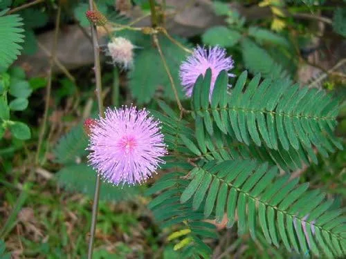 Vista 3 de Plantas Sensibles Mimosa Púdica 50+ Semillas