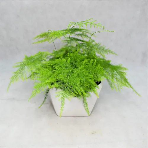 Vista 5 de Sprenger - Semillas de espárragos ornamentales 8 semillas para cultivo