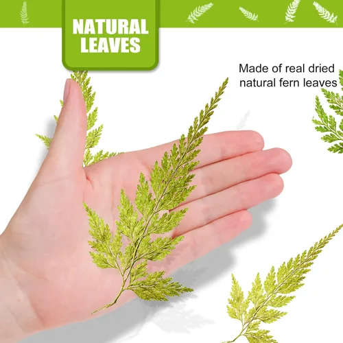 Vista 2 de ALJ Hojas de helecho secas reales, 42 hojas de helechos prensadas amarillas naturales para arte de resina, decoración de adornos de manualidades