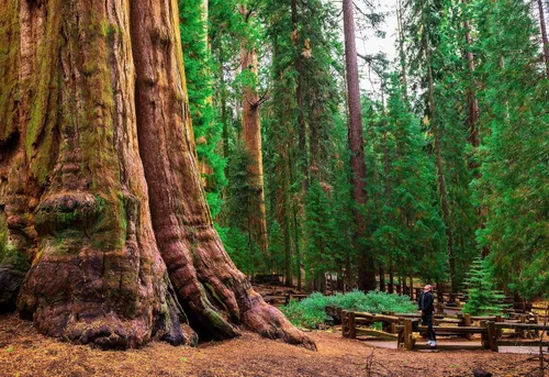 Vista 9 de 5 árboles jóvenes de secuoyas gigantes vivos (aprox. 1 pies a 1.5 pies de alto): gigante de la naturaleza en tu patio trasero