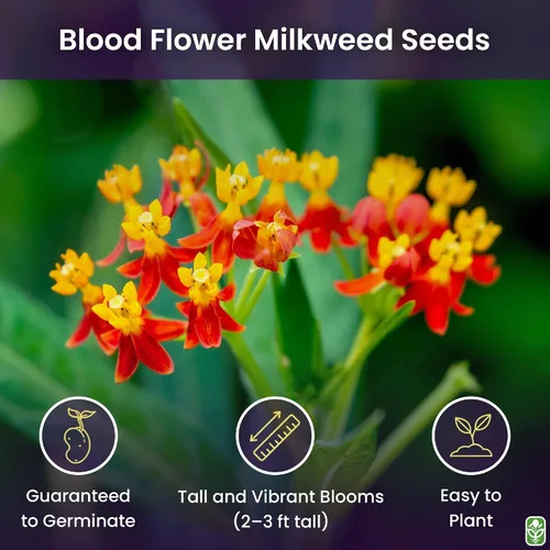Vista 2 de Semillas de algodoncillo de flor de sangre: alimento y planta huésped para mariposas monarca.