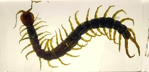 Vista 29 de 44mm Hormiga gigante tropical real en resina de lucita transparente cristalina, espécimen preservado Pseudoneoponera Rufipes, taxidermia