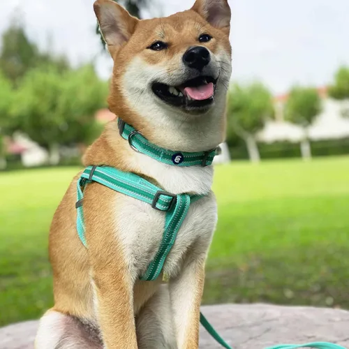 Vista 8 de Blueberry Pet Essentials - Collar para perros pequeños a juego, ajustable, clásico, de nailon, color sólido, para perros pequeños, collar