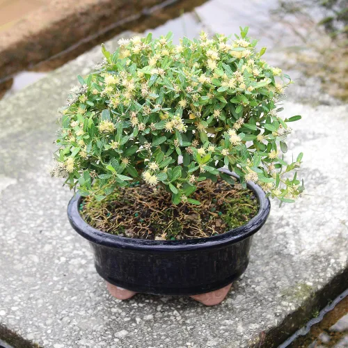 Vista 7 de Brussel's Bonsai - Árbol bonsái para interiores, S
