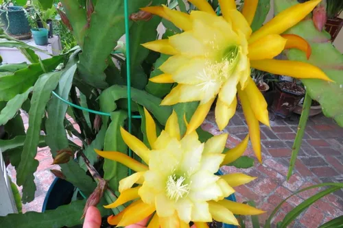 Vista 3 de Corte de cactus de orquídea Epiphyllum amarilla, 8 pulgadas a 10 pulgadas de largo, planta suculenta viva, sin raíz
