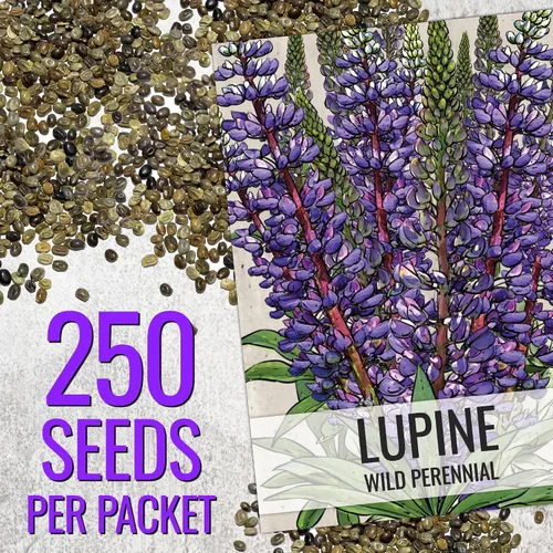 Vista 3 de Seed Needs Semillas silvestres perennes de altramuces para plantar reliquias y flores polinizadas abiertas, flores atractivas perfectas para un