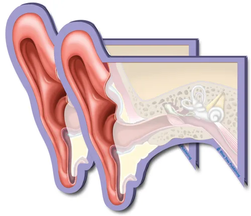 Vista 17 de Notas Adhesivas de Anatomía