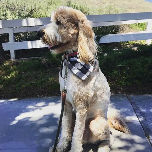 Vista 8 de Bandana para perro, suave, transpirable y llamativa bandana para perro, pañuelos, bufandas, baberos, accesorios para perros pequeños, medianos