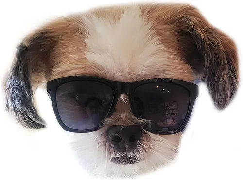Vista 14 de G014 Dog Cat Pet - Gafas de sol de los años 80 para razas pequeñas de hasta 15 libras (paquete de 2 unidades, negro + espejo negro-azul)