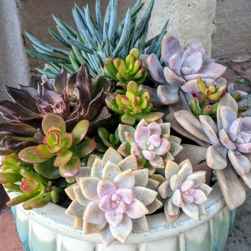 Vista 2 de Paquete de 5 plantas suculentas coloridas, maceta de 2 pulgadas, plantas suculentas surtidas vivas para el hogar, oficina, regalos