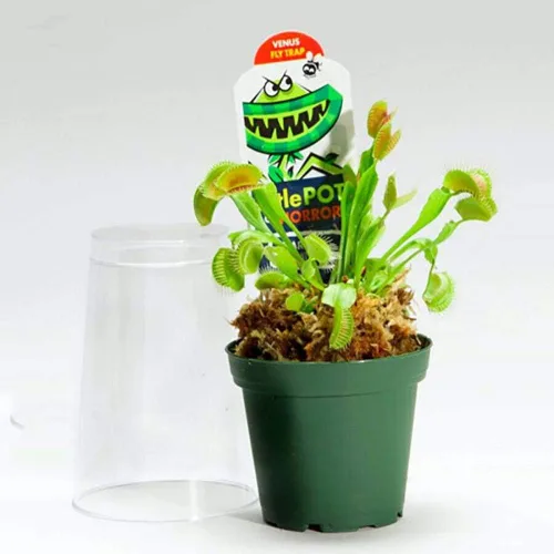 Vista 6 de Venus - Planta trampa para moscas - Carnívora - Dionaea - Maceta de 3 pulgadas