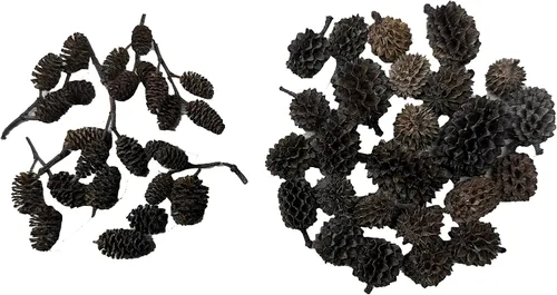 Vista 9 de Awesome Aquatic - Tanque de camarones Betta con conos de aliso y casuarina promueve el hábitat natural, la cría, la producción de taninos mejora