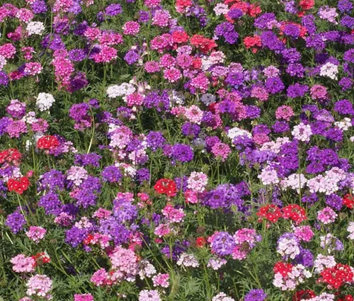 Vista 2 de 1000 semillas de flor de verbena de musgo verbena tenuisecta colores mezclados