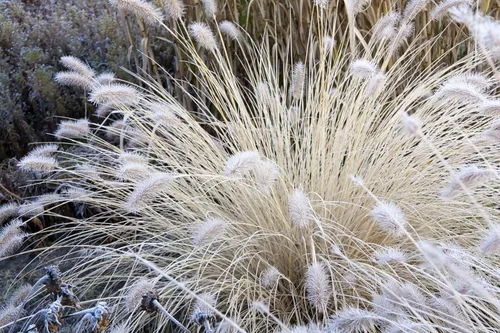 Vista 6 de 30 semillas de flores de setaceum Pennisetum de hierba blanca
